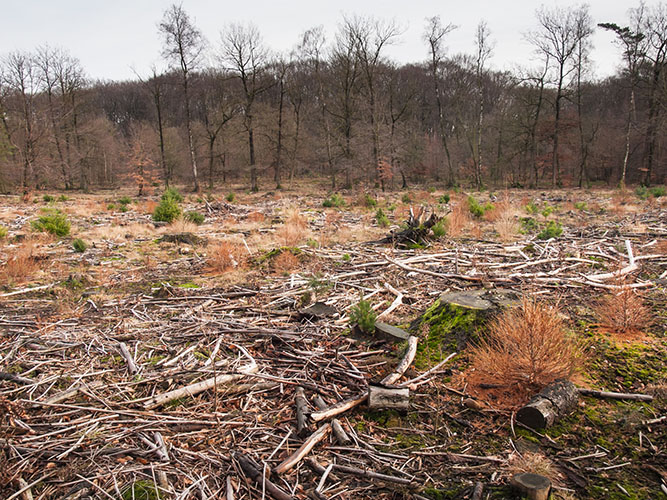cleared woodland