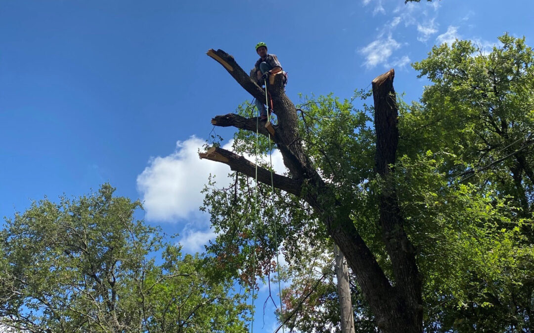 Tree Removal