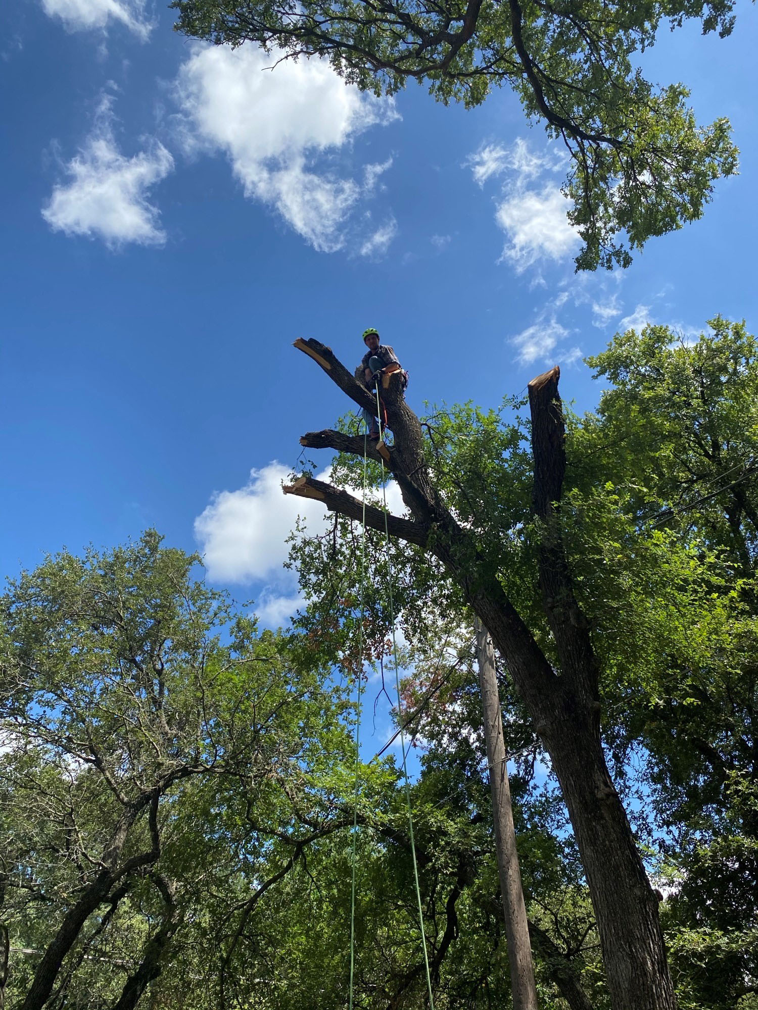 Tree Removal