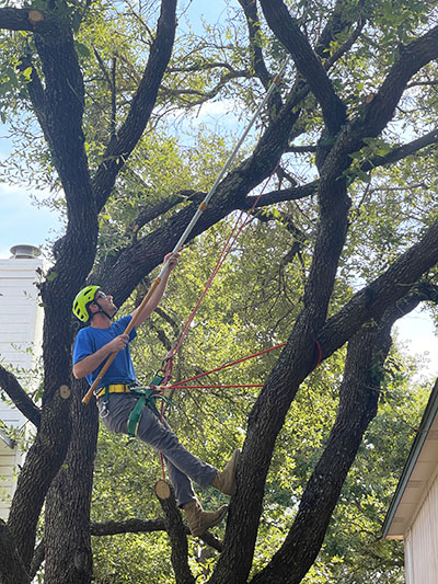 Tree Care Services