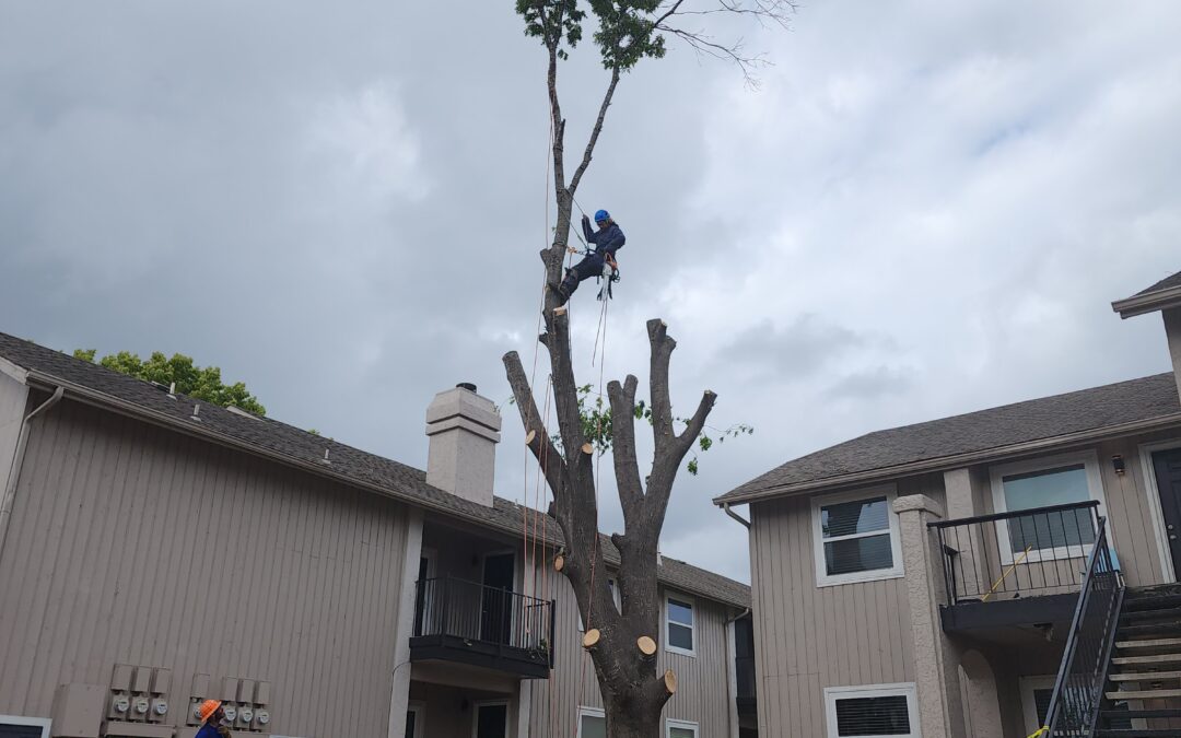 Tree Removal