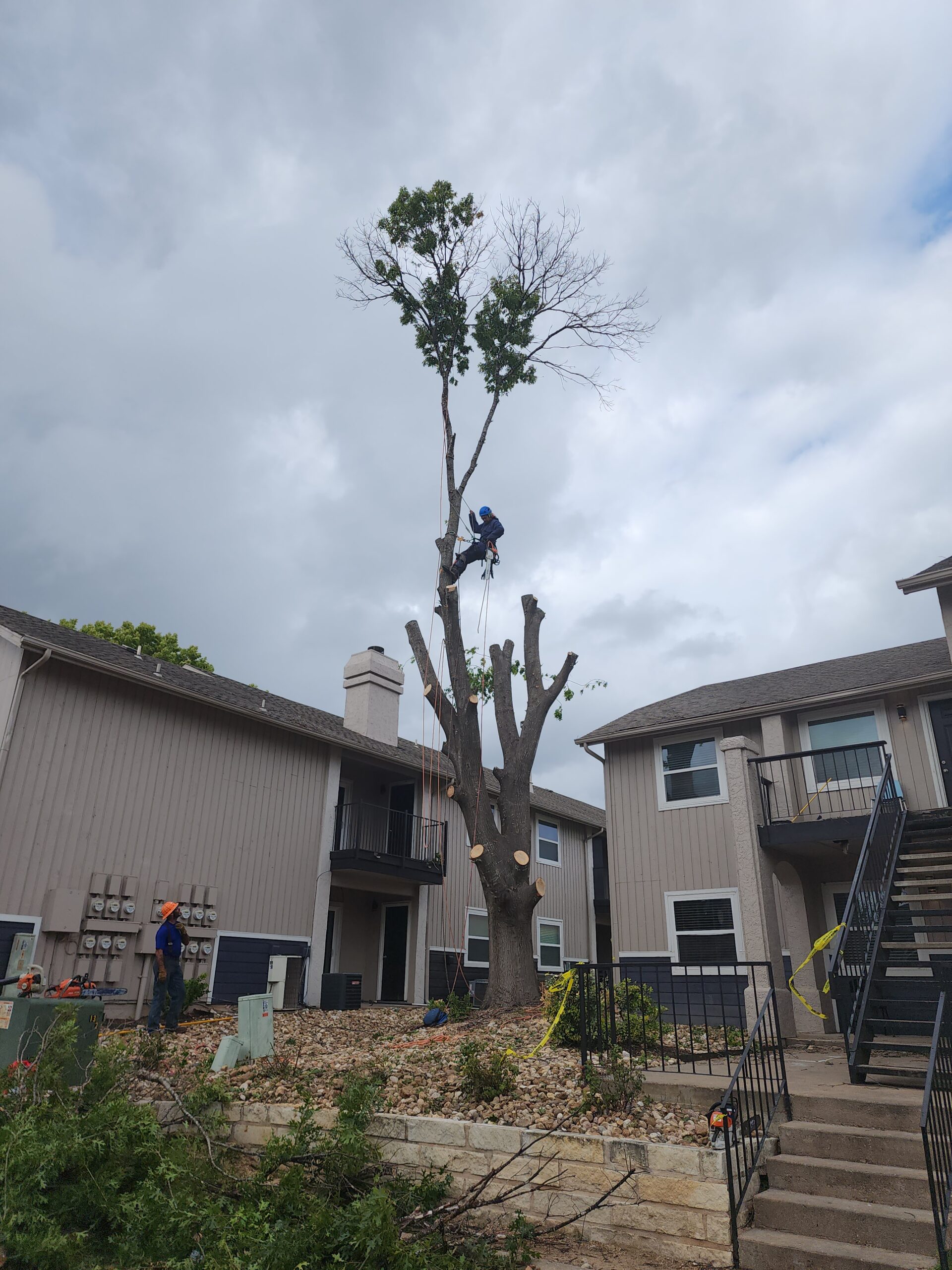 Tree Removal