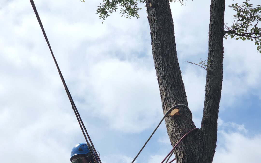 Tree Pruning