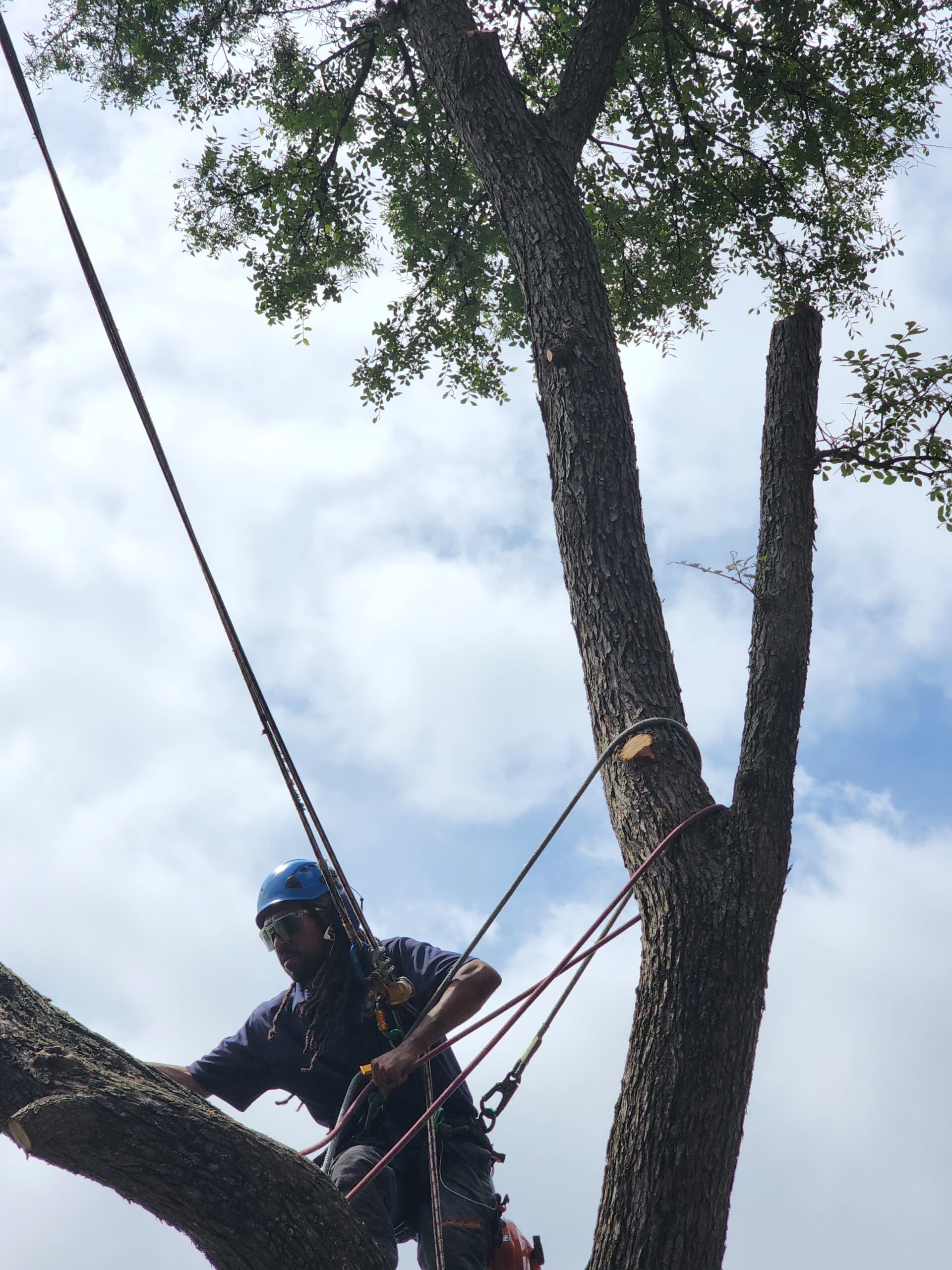 Tree Pruning