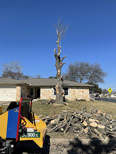 Tree Care Services