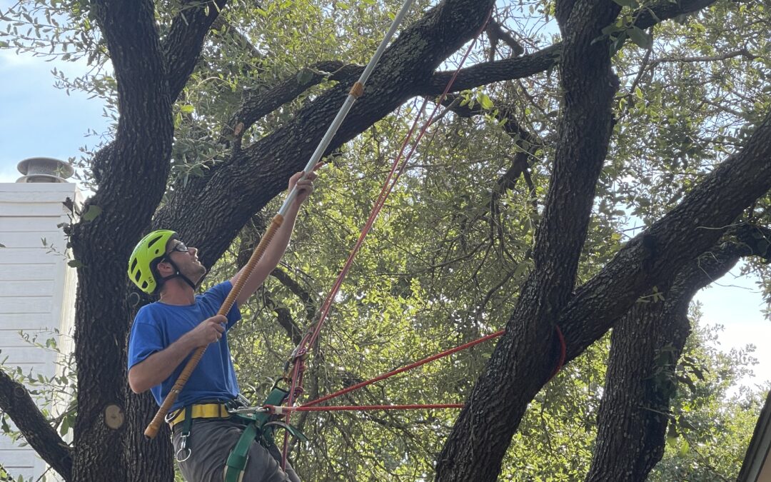 Tree Trimming