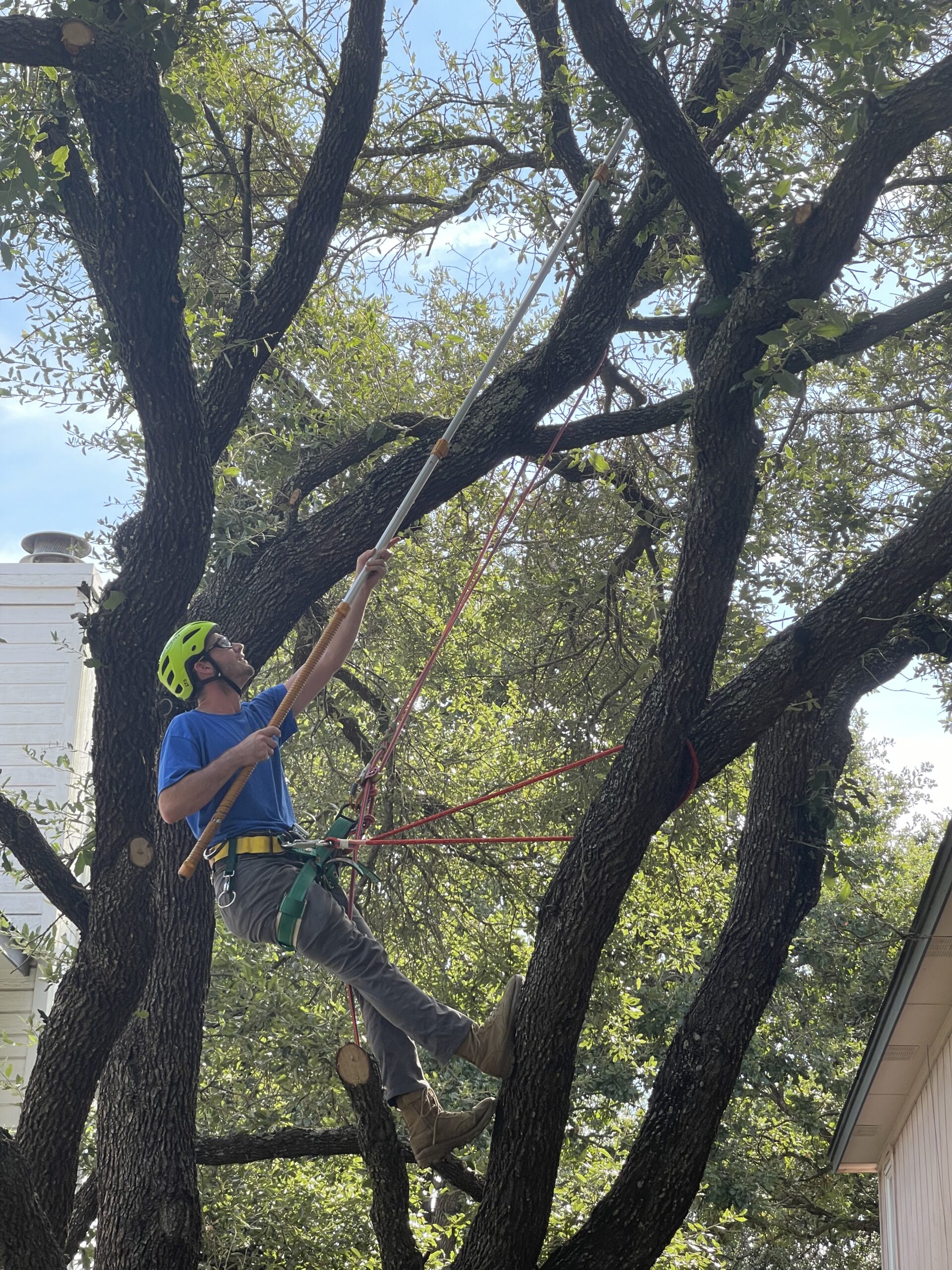 Tree Trimming