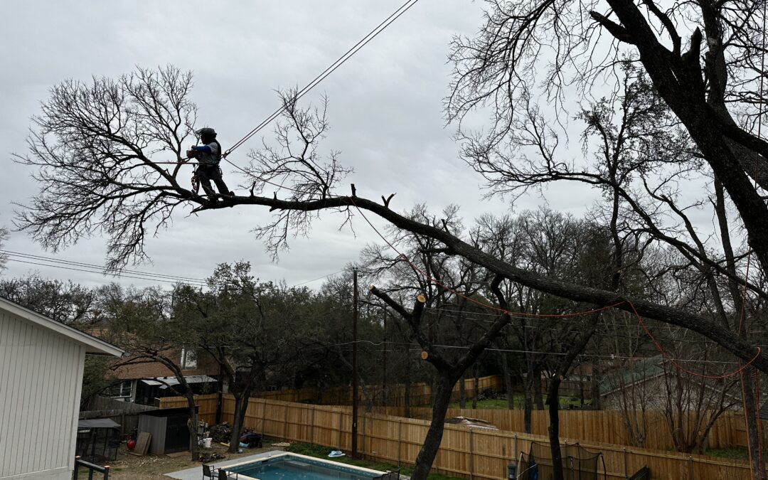 Tree Trimming