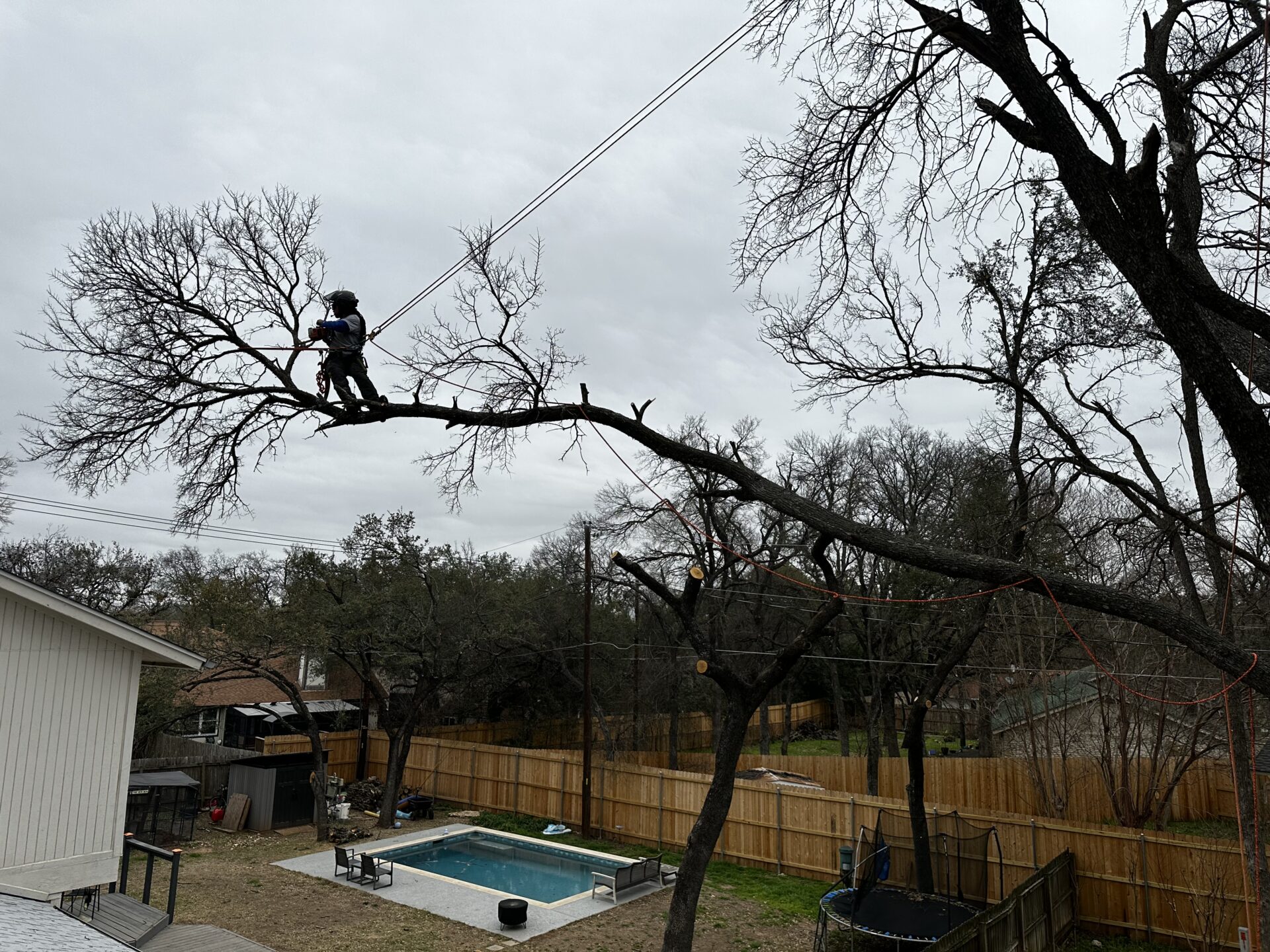 Tree Trimming