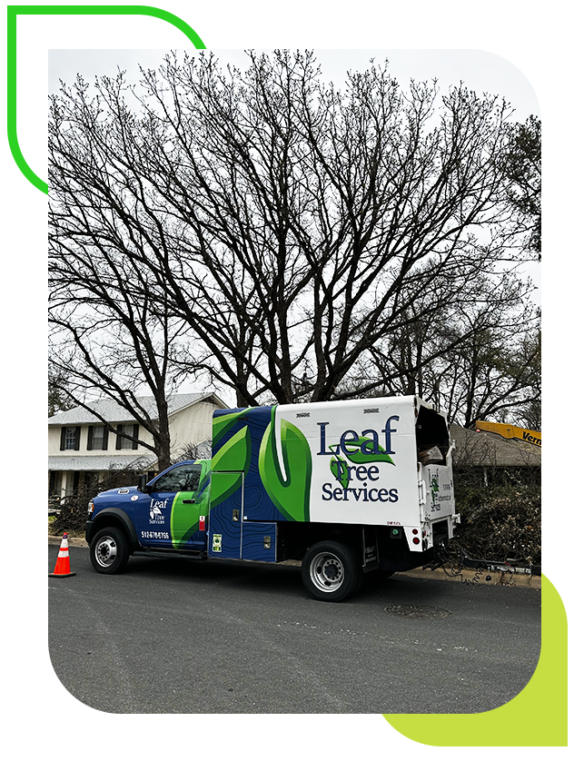 tree care services