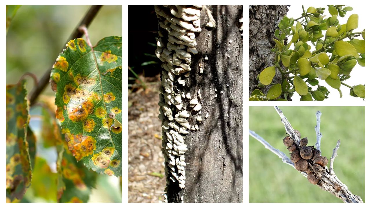 Tree Risk Assessment