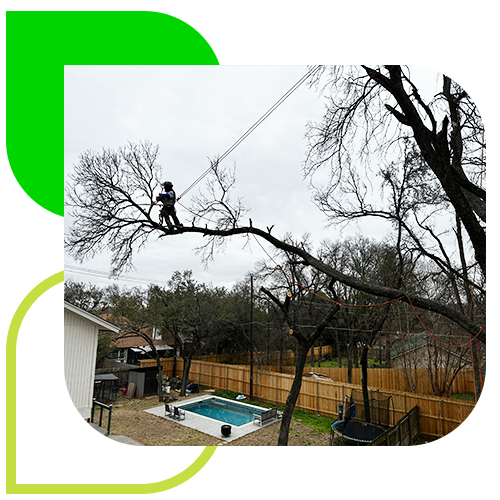 tree care services