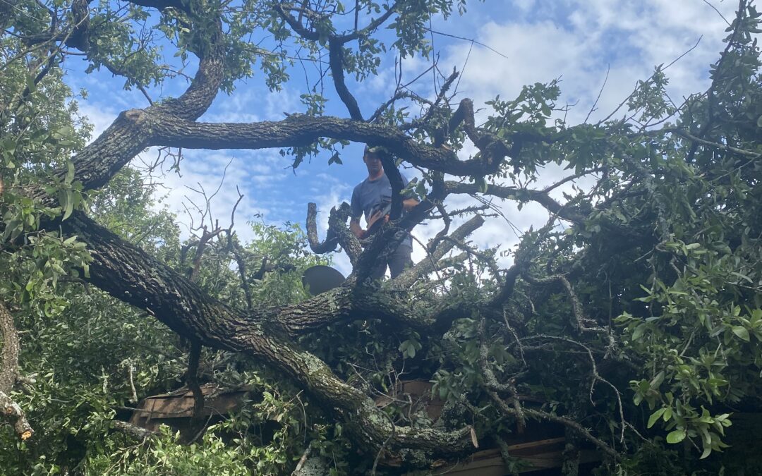 emergency tree service