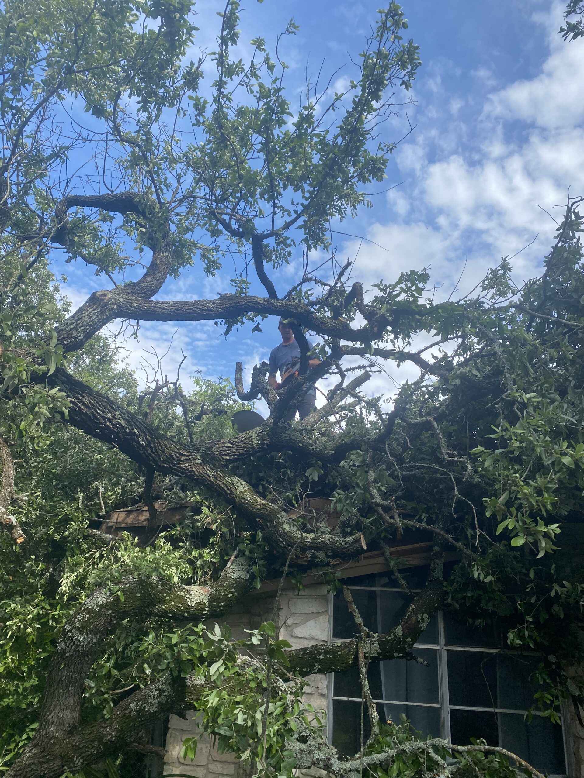 emergency tree service