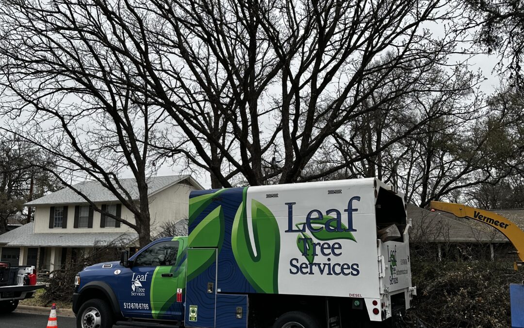 Leaf Tree Services