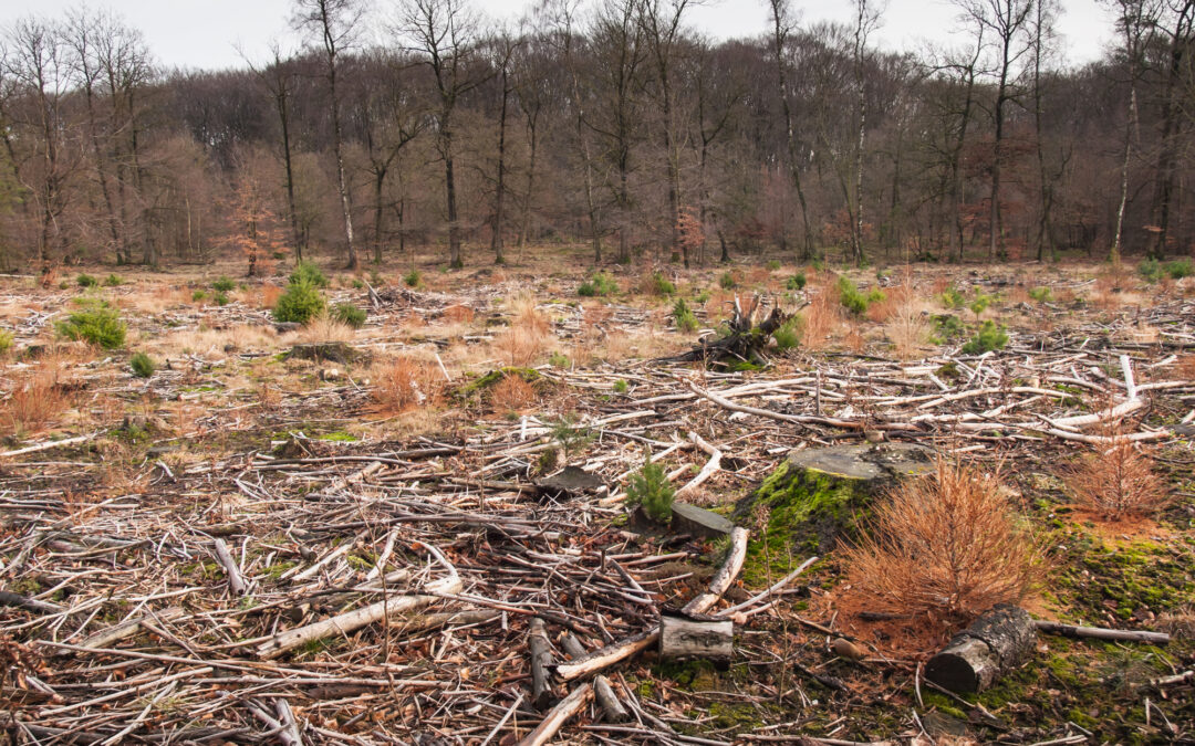 Cleared Woodland