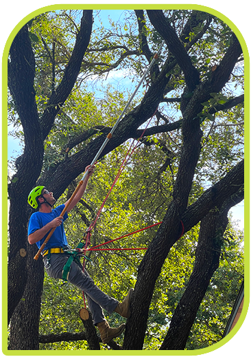tree care services