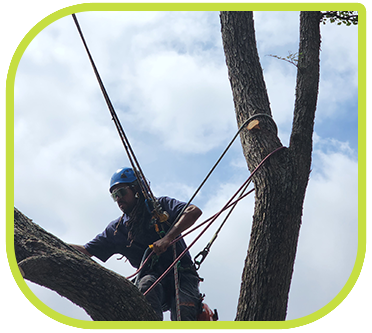 tree care services