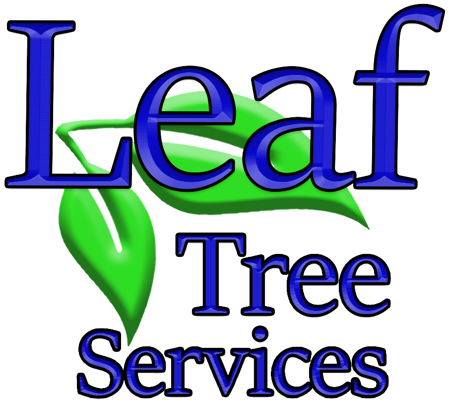 Tree Care Services Austin, Texas | Leaf Tree Services