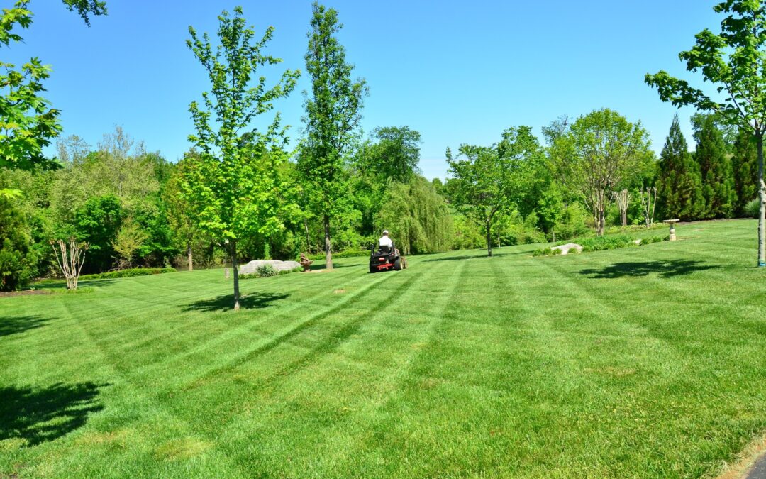 Tree maintenance in Austin, TX: Healthy Growth & Longevity