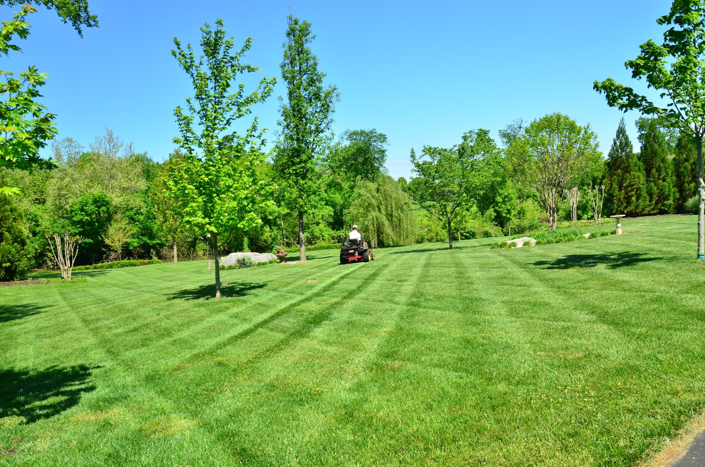 tree maintenance