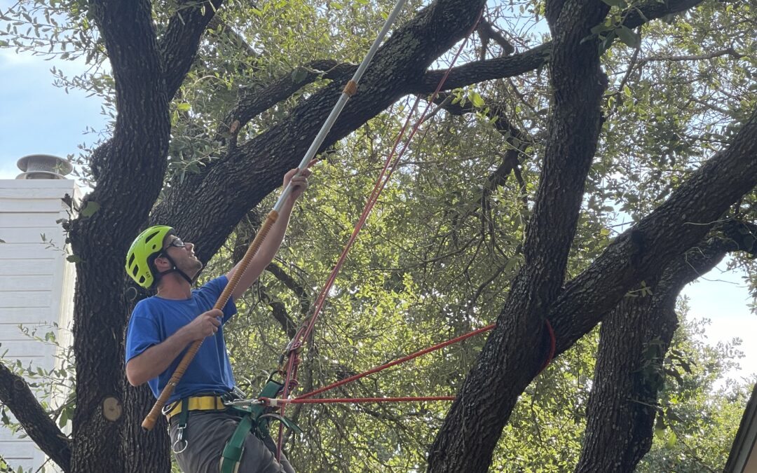 Tree Services in Austin, TX: Expert Tree Care & Solutions