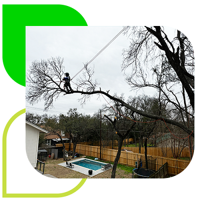 featured-photo tree care services