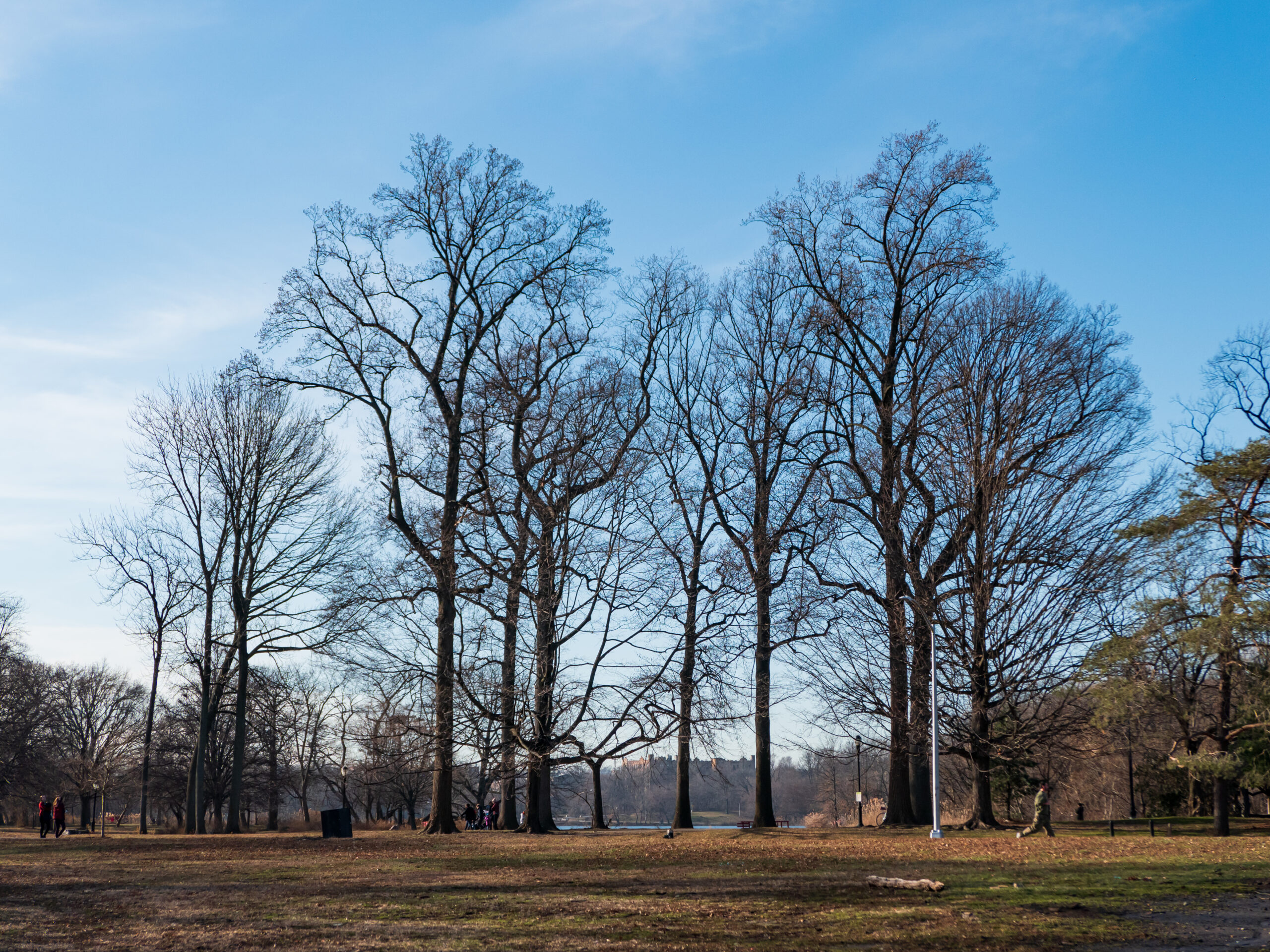 land-clearing