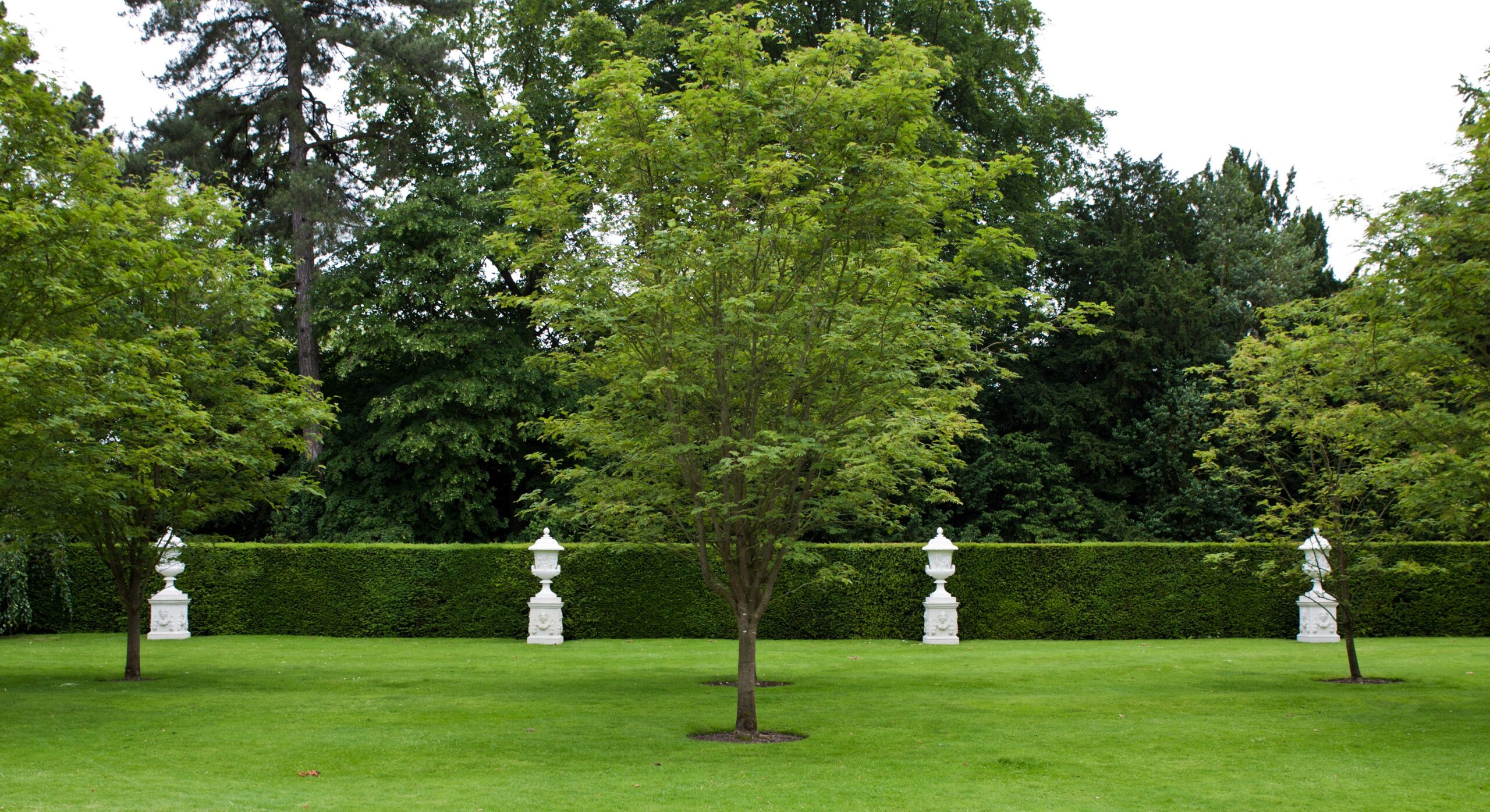 Tree Maintenance
