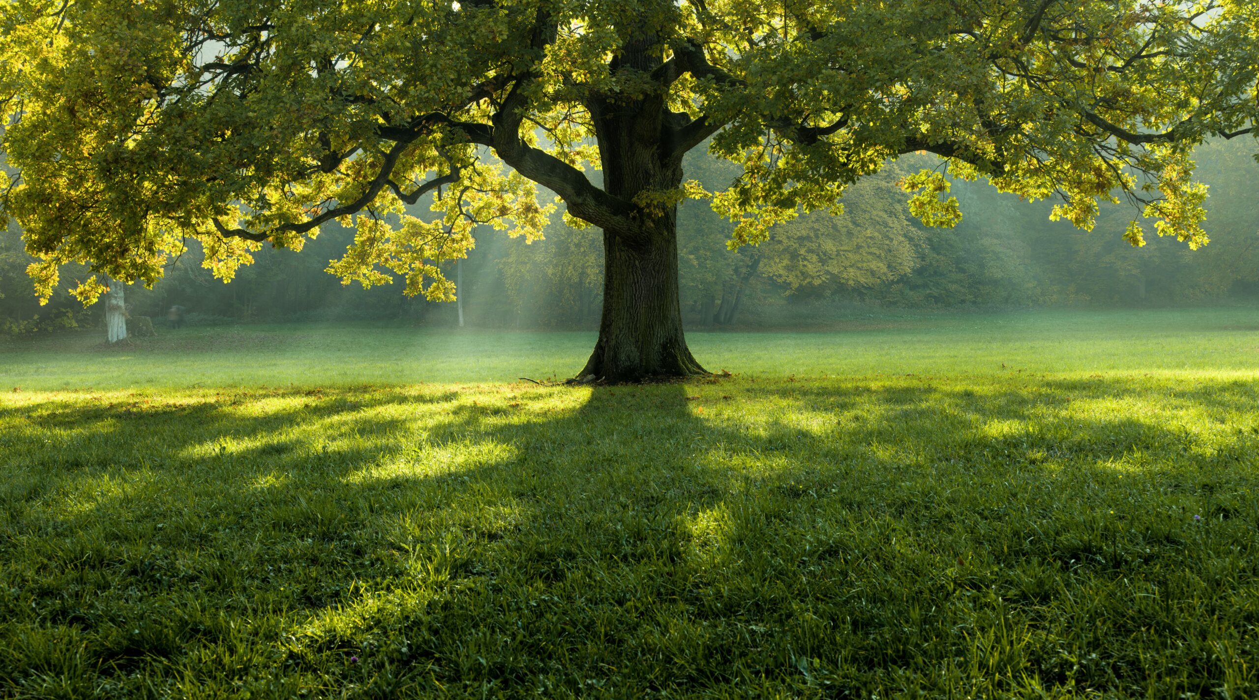 grass with the tree line in the background