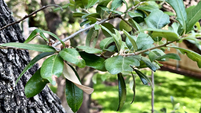 live oak leaves showing stress from drought and heat