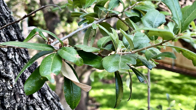 Tree Care for Drought Stressed Trees