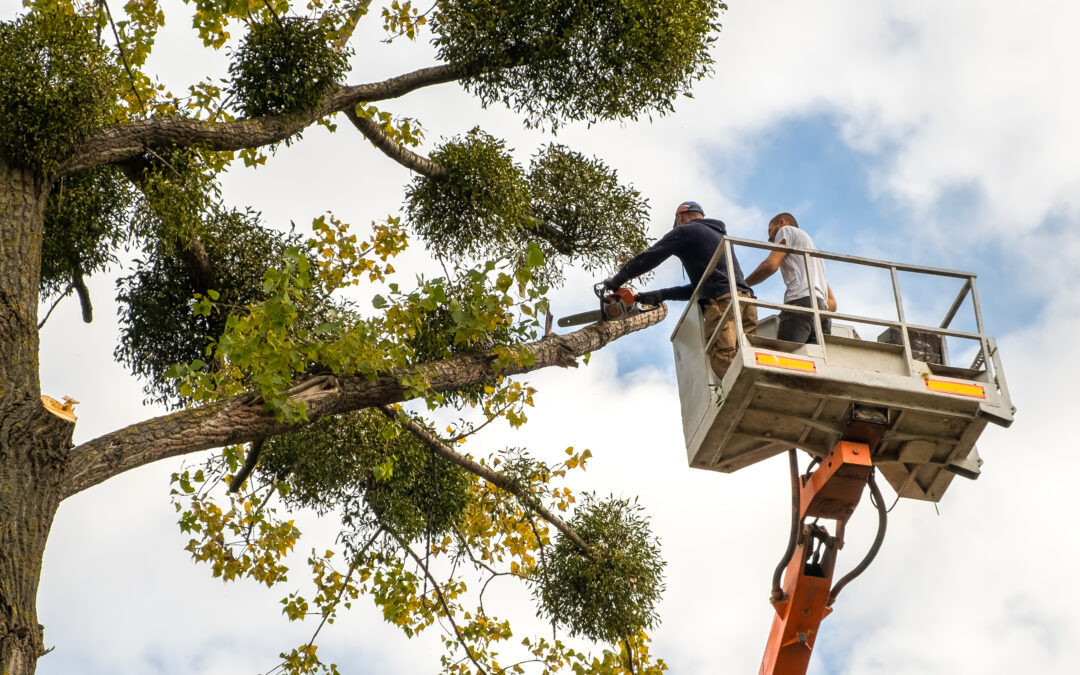 Tree Maintenance in Austin, TX: Preventing Falling Limbs