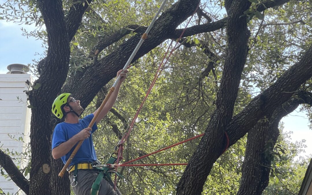 Tree Service in Round Rock and Austin: Protected Trees