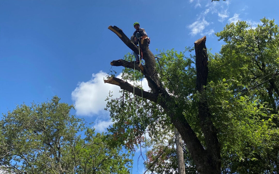 Arborist in Round Rock and Austin TX Treats Damaged Trees