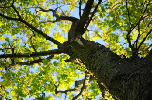 Tree care best practices in Round Rock and Austin TX