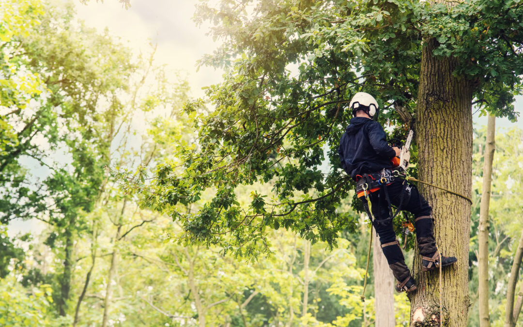 Tree Services in Round Rock and Austin TX: Essential Tree Felling Steps