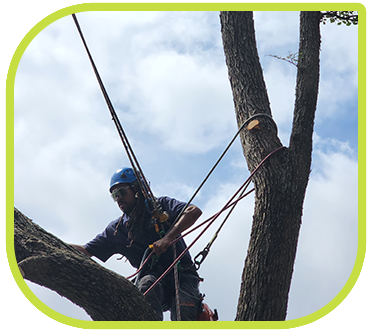 Arborist in Round Rock and Austin Explains Tree Age & Stability